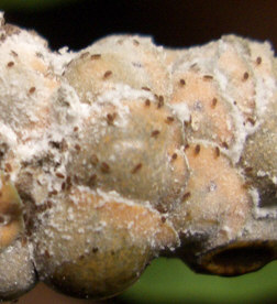Azalea Bark Scale